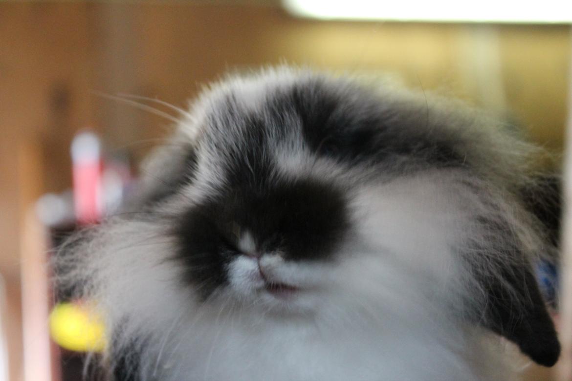 Kanin Stald Neas 1D Through The Dark af Malega billede 9