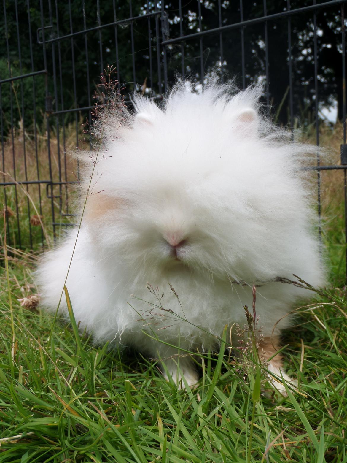 Kanin Emma von den pfotenvilla <3 - 2 juli 2014 billede 2