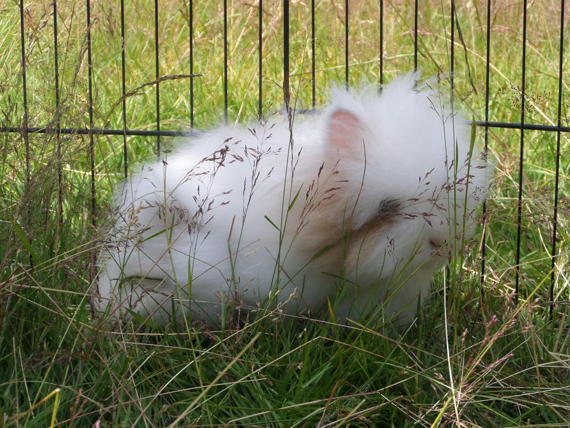 Kanin Emma von den pfotenvilla <3 - 2 juli 2014 billede 3