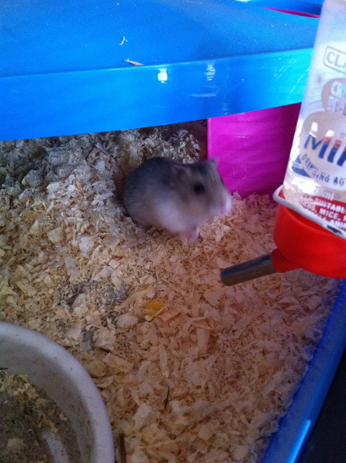 Hamster Lilje billede 30