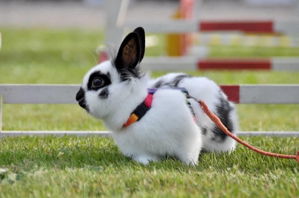 Kanin Kaninbandens Hero - Schmatz Photography billede 5