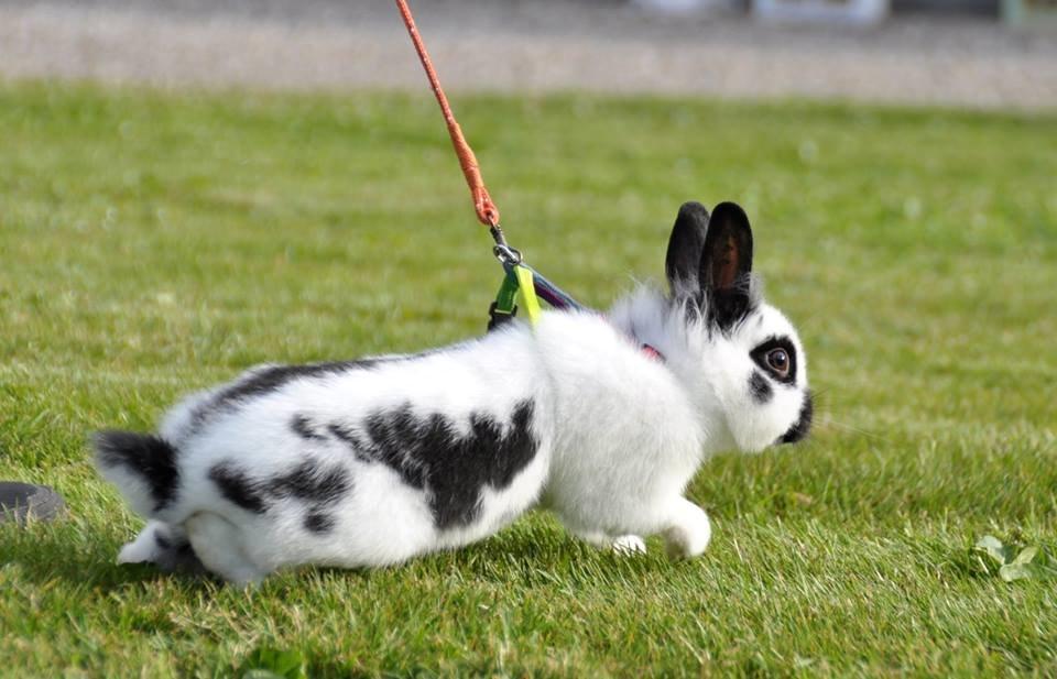 Kanin Kaninbandens Hero - Schmatz Photography billede 11