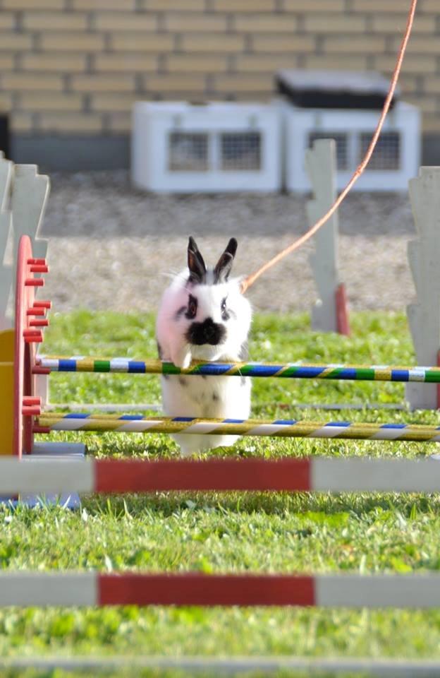 Kanin Kaninbandens Hero - Schmatz Photography billede 2