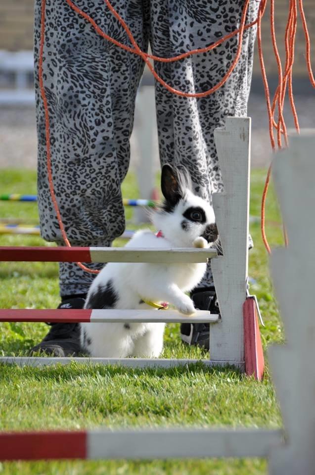 Kanin Kaninbandens Hero - "Ej mor, skal jeg over her?" Schmatz Photography billede 13