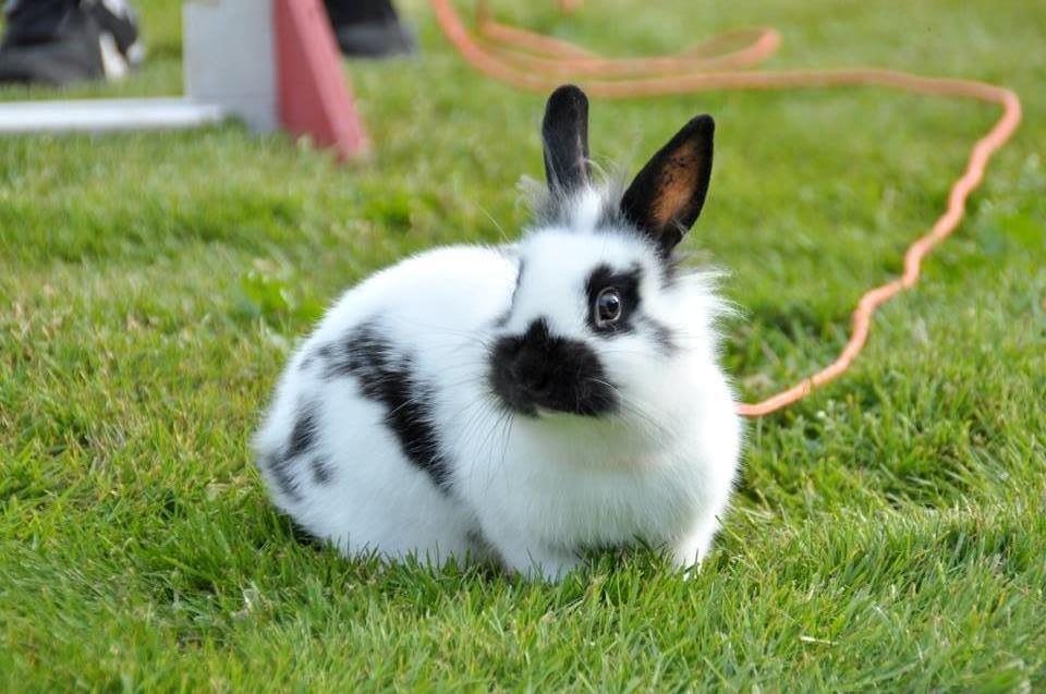 Kanin Kaninbandens Hero - Schmatz Photography billede 7