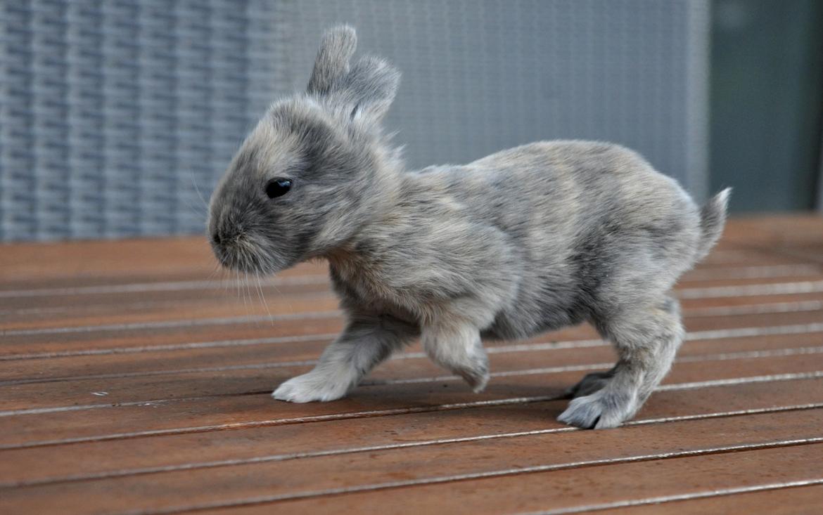 Kanin | Maboha's Mount Puncak Trikora billede 1