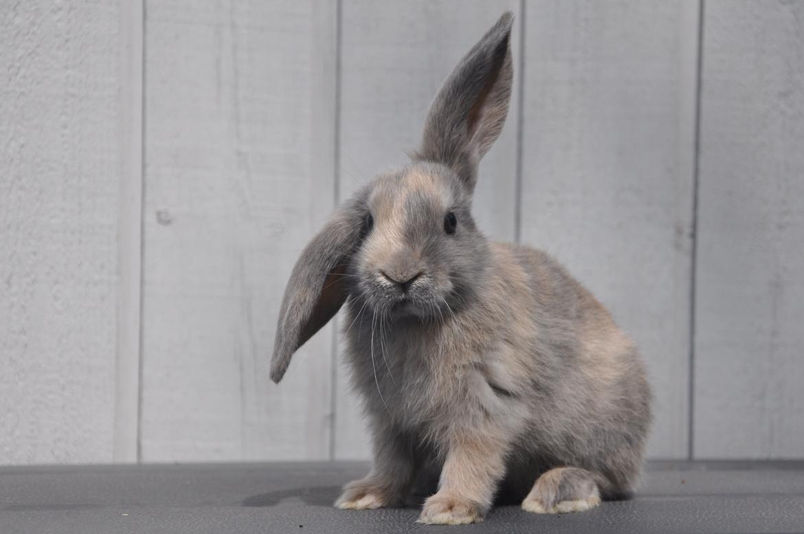 Kanin | Maboha's Mount Puncak Trikora billede 4