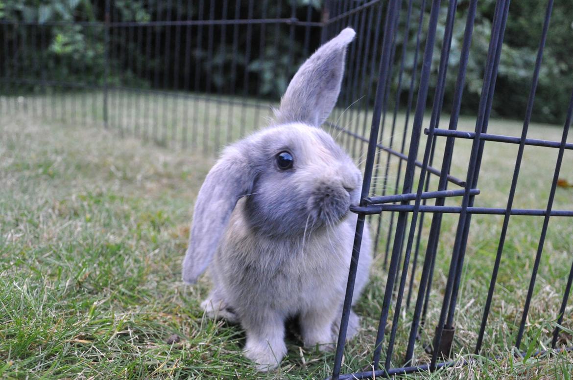 Kanin | Maboha's Mount Puncak Trikora billede 5