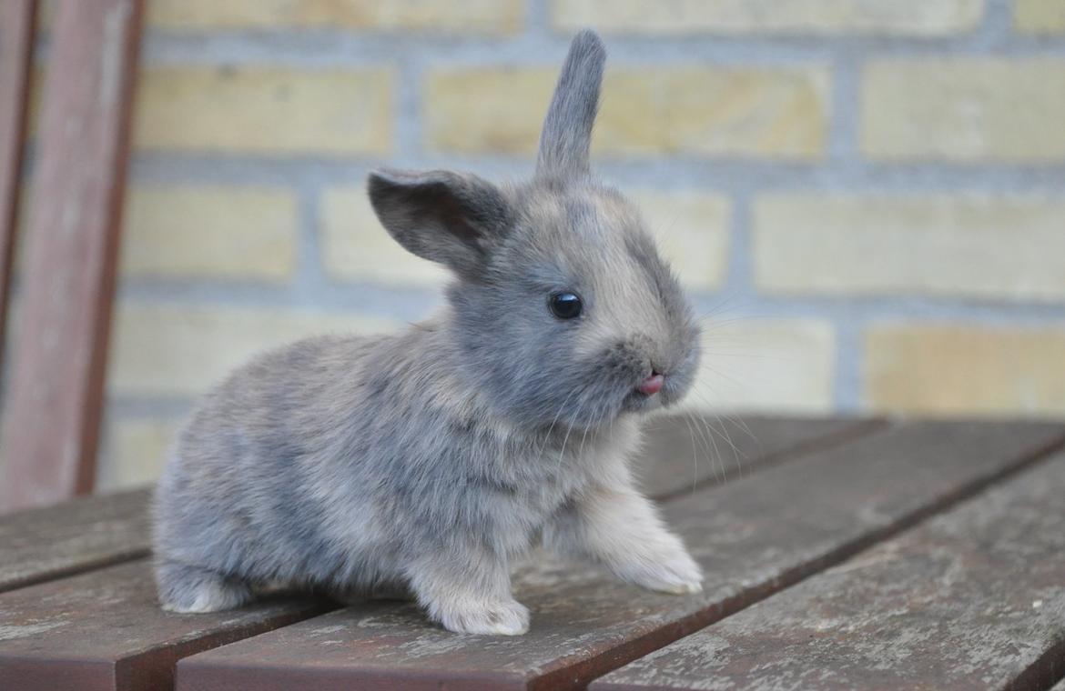 Kanin | Maboha's Mount Puncak Trikora billede 6