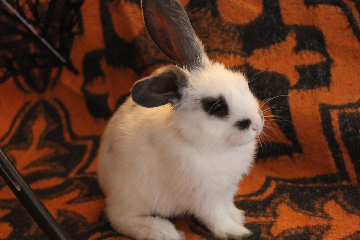 Kanin Vængs Jate Mesja Indie billede 3