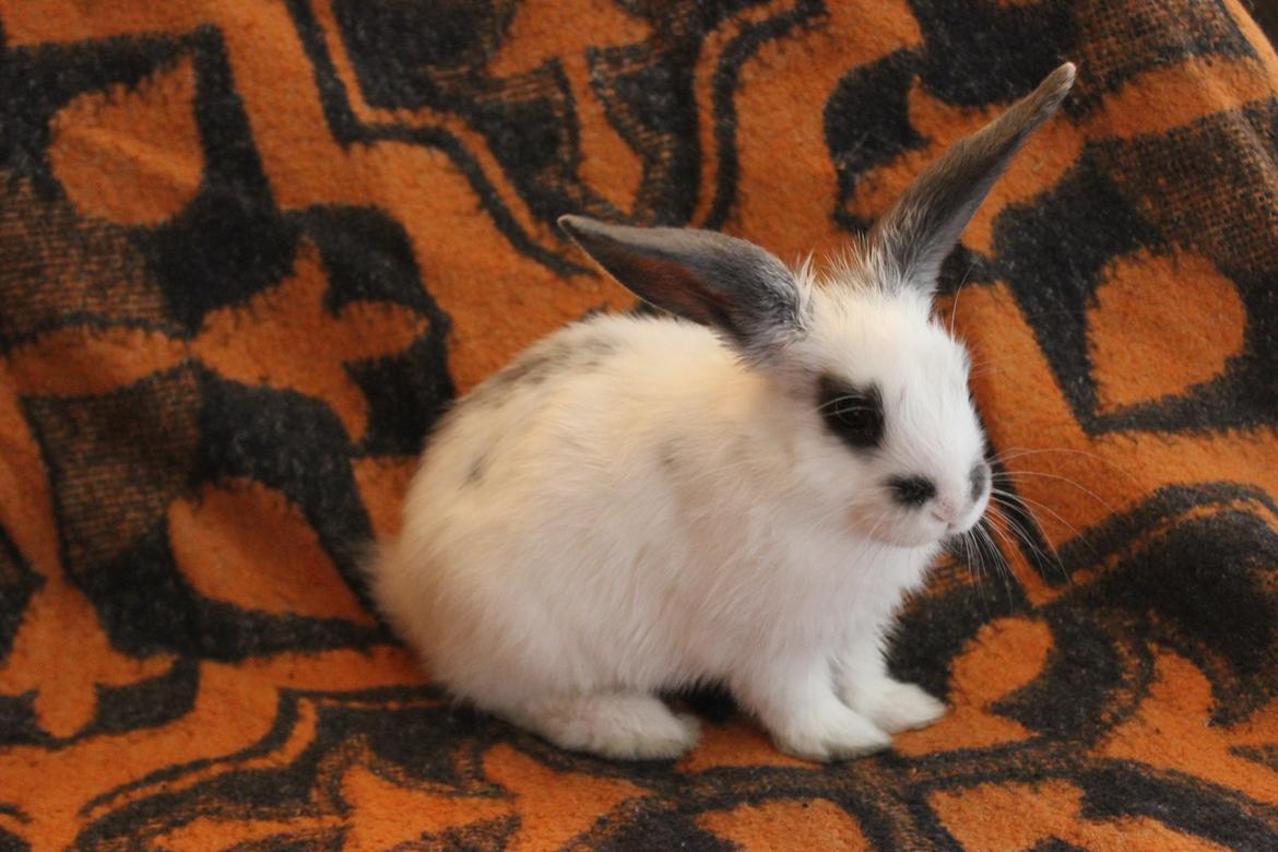 Kanin Vængs Jate Mesja Indie billede 5