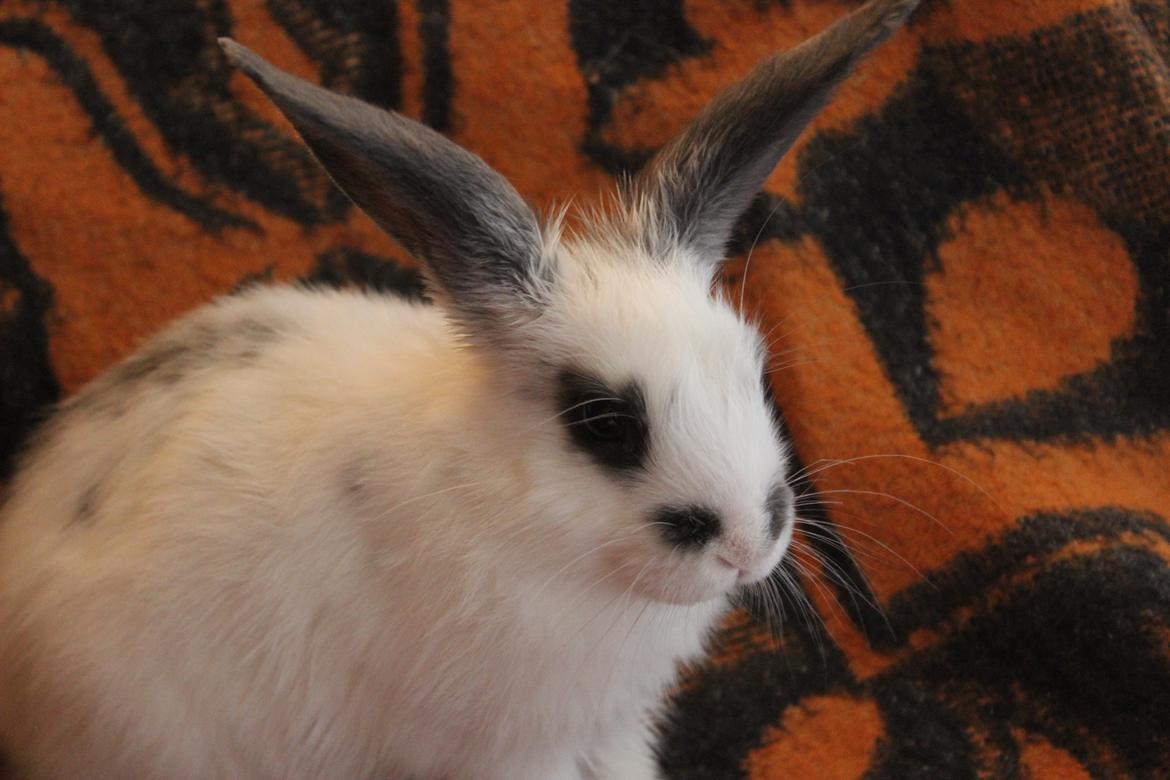 Kanin Vængs Jate Mesja Indie billede 6