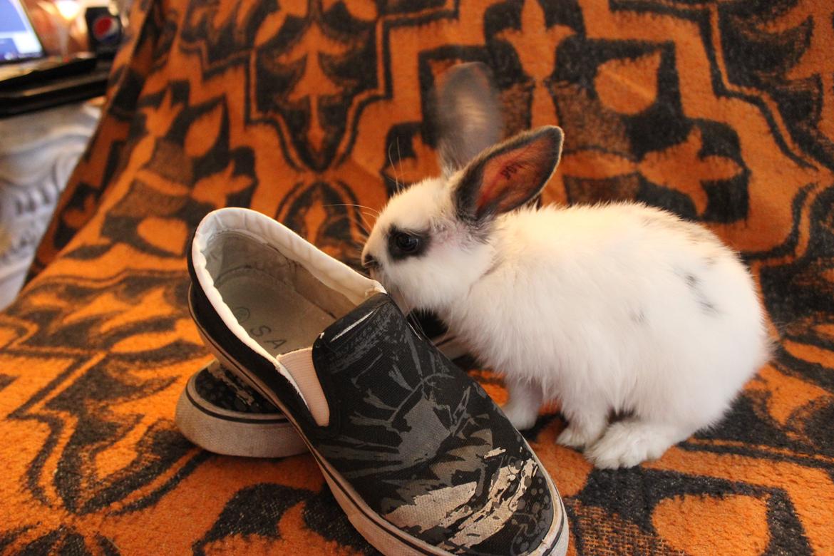 Kanin Vængs Jate Mesja Indie billede 7