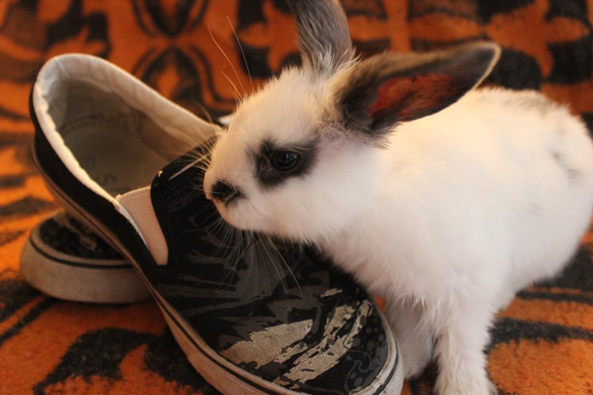 Kanin Vængs Jate Mesja Indie billede 8