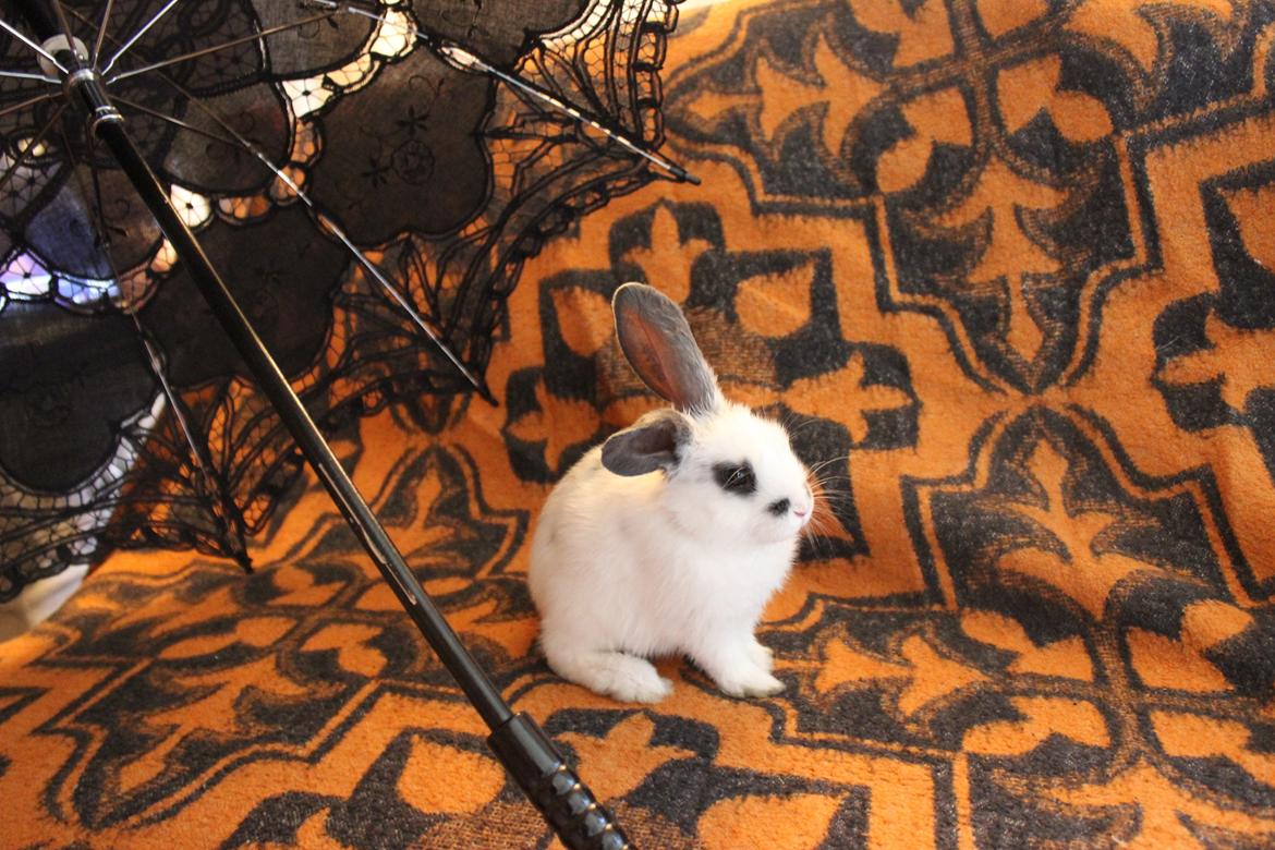 Kanin Vængs Jate Mesja Indie billede 4