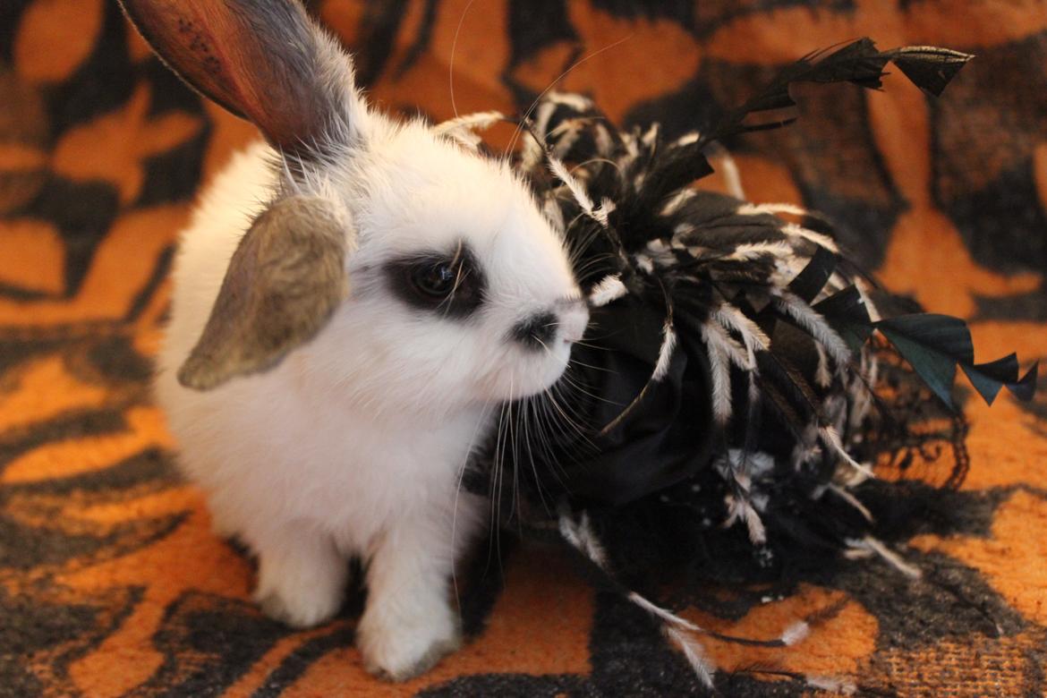 Kanin Vængs Jate Mesja Indie - Velkommen til Mesjas Profil billede 2