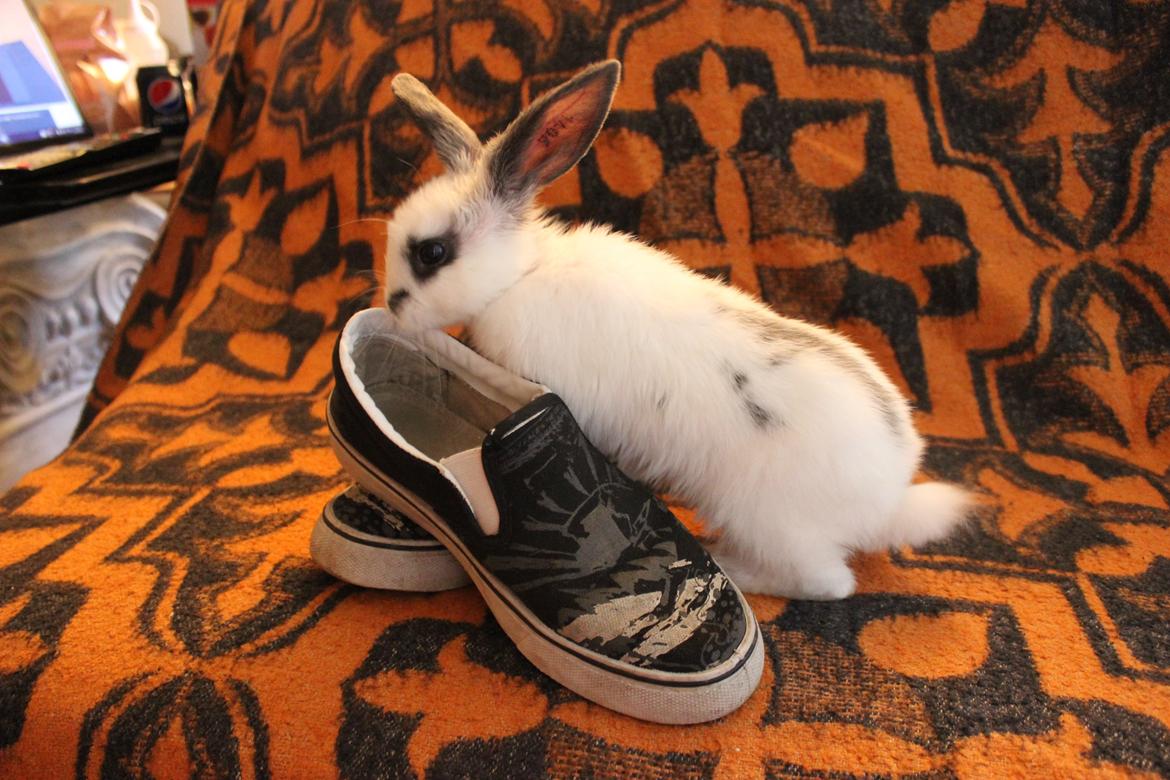 Kanin Vængs Jate Mesja Indie billede 9