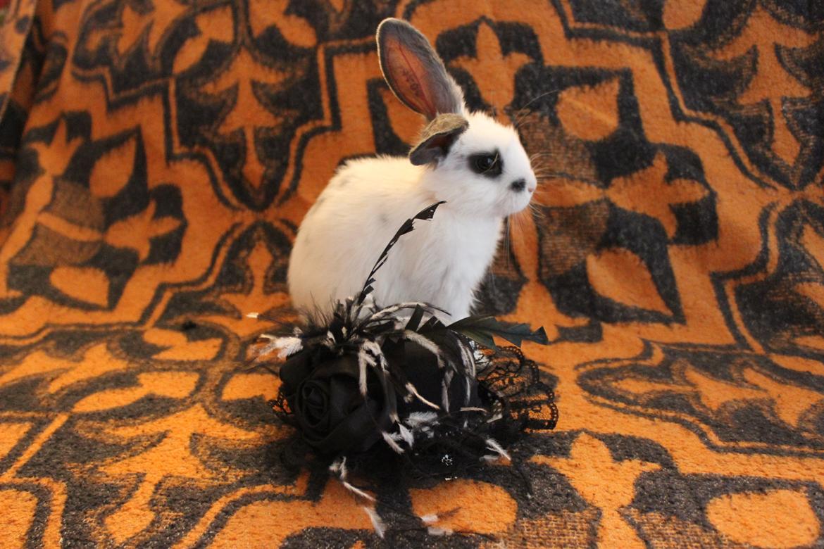 Kanin Vængs Jate Mesja Indie billede 11