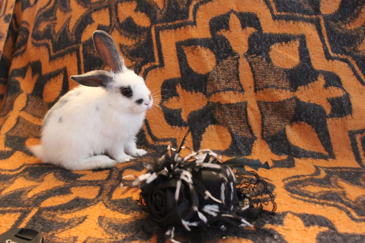 Kanin Vængs Jate Mesja Indie billede 12