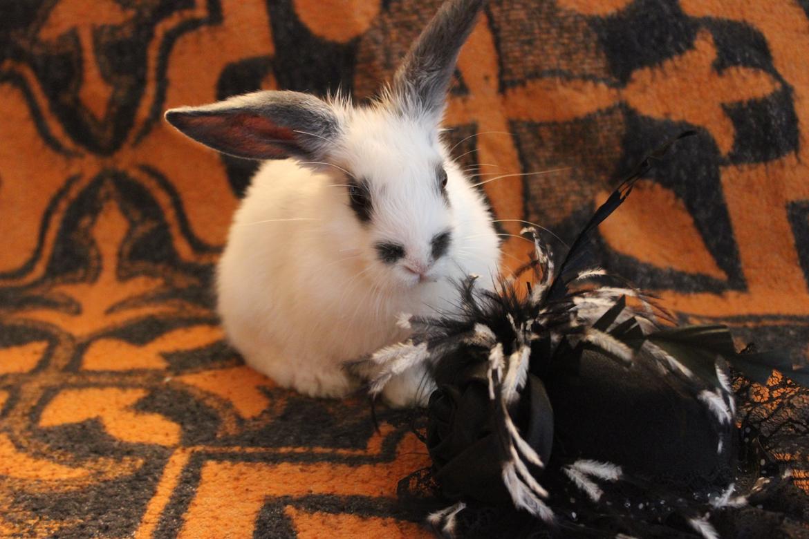 Kanin Vængs Jate Mesja Indie billede 13