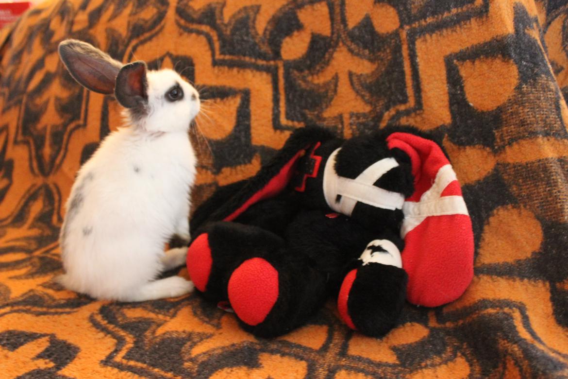 Kanin Vængs Jate Mesja Indie billede 14