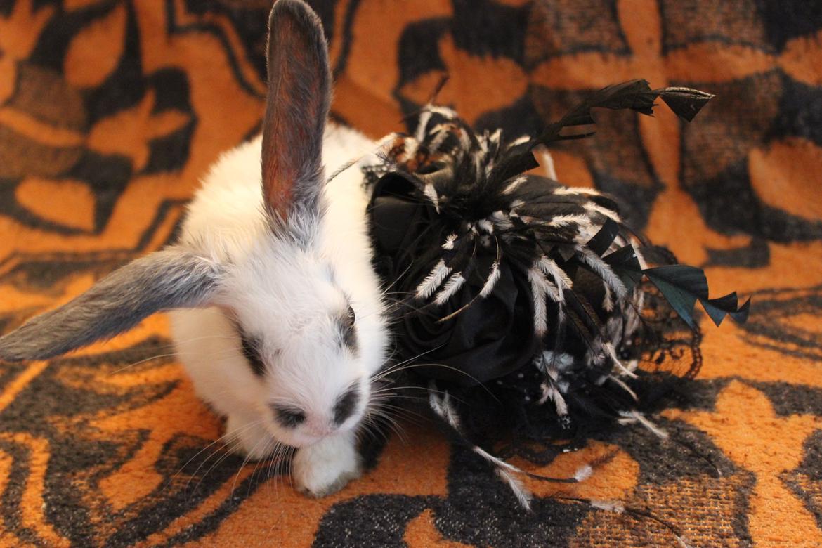 Kanin Vængs Jate Mesja Indie billede 10