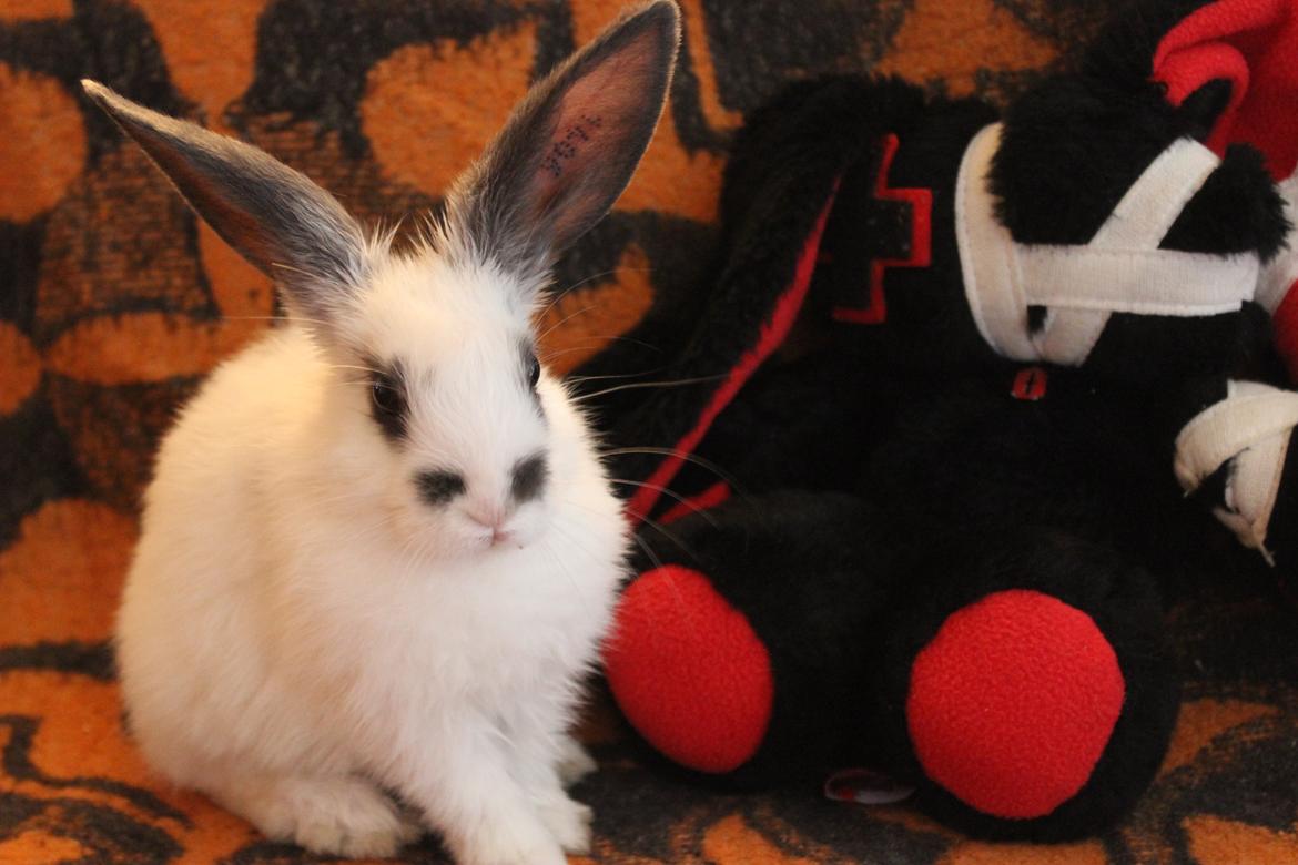 Kanin Vængs Jate Mesja Indie billede 16