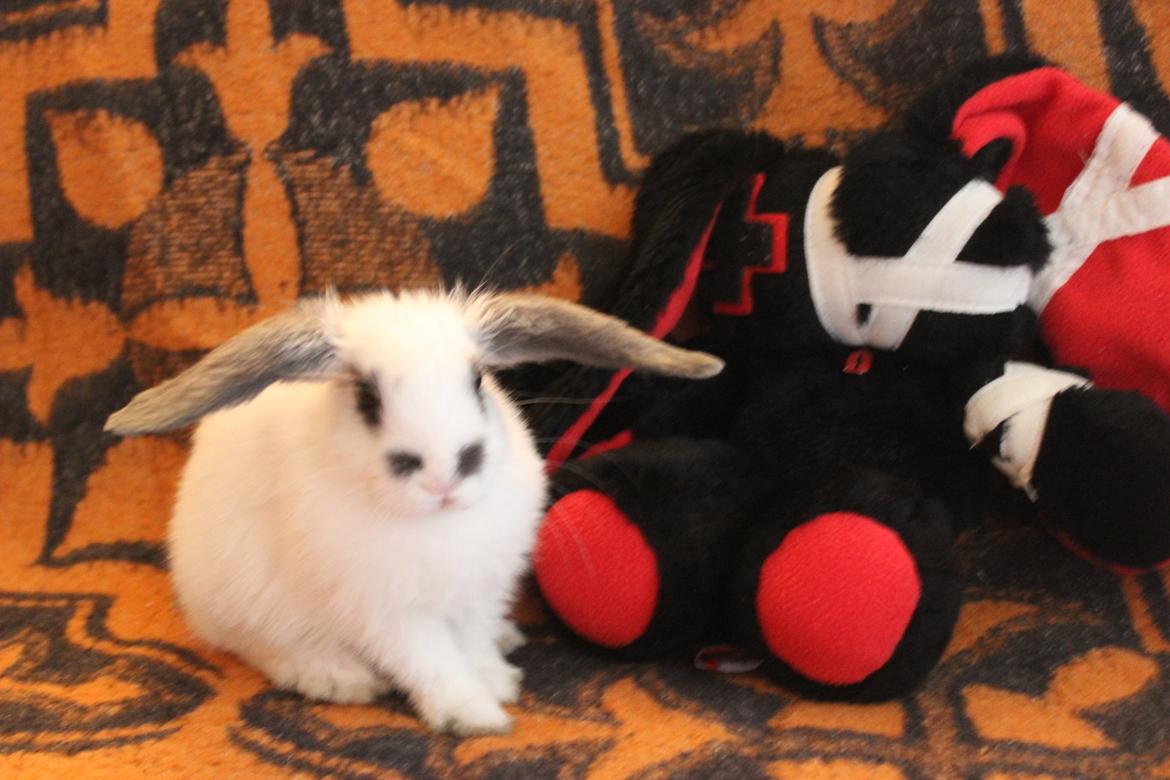 Kanin Vængs Jate Mesja Indie billede 17