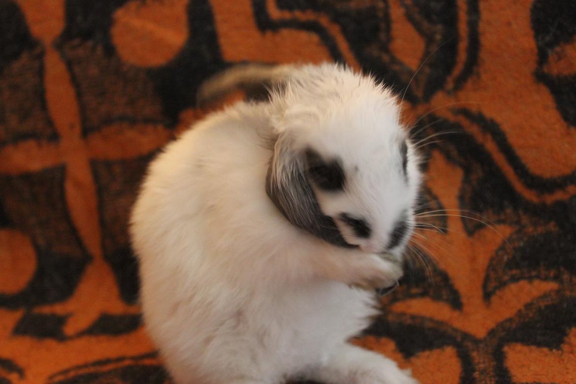 Kanin Vængs Jate Mesja Indie billede 18