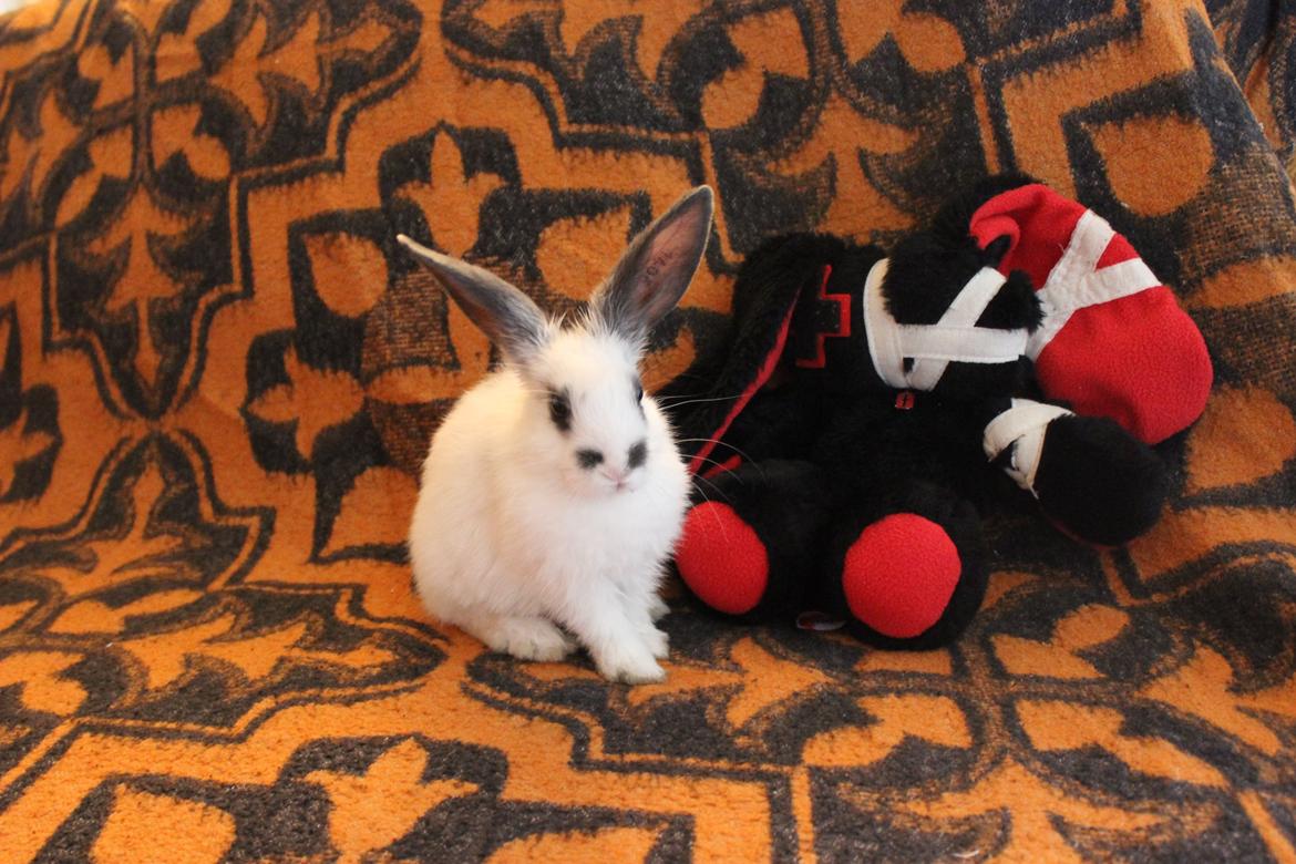 Kanin Vængs Jate Mesja Indie billede 15