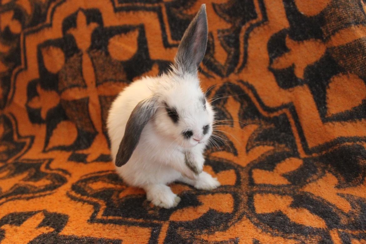 Kanin Vængs Jate Mesja Indie billede 20