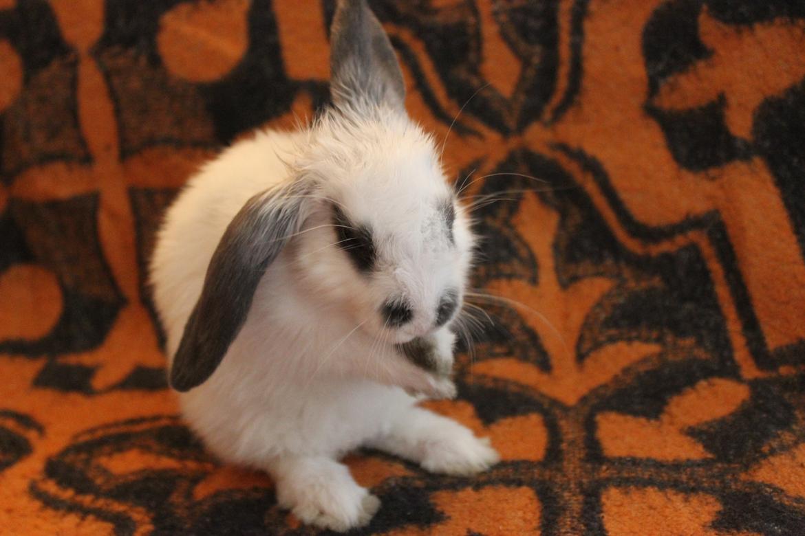 Kanin Vængs Jate Mesja Indie billede 19