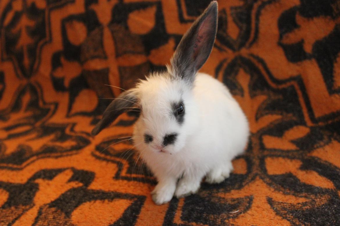 Kanin Vængs Jate Mesja Indie - Håber da i efterlader jeres stemme og en kommentare, og på gensyn billede 21