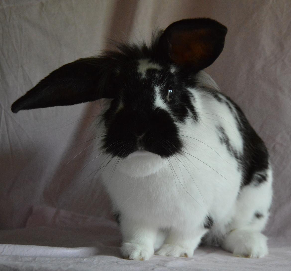 Kanin Tulle billede 6