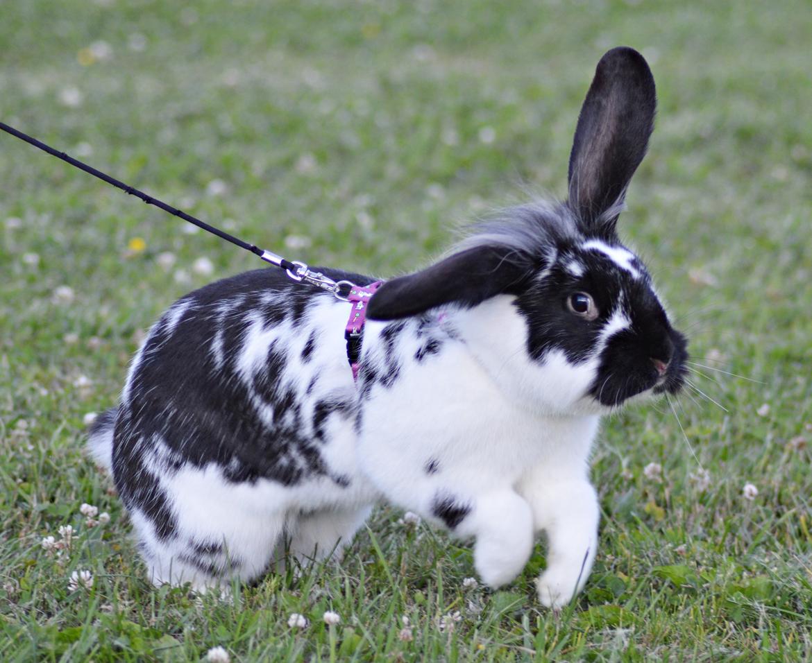 Kanin Tulle billede 23