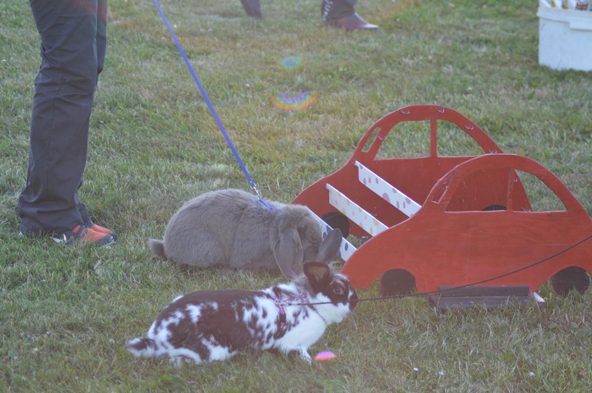 Kanin Tulle - Tulle og hendes far Frede billede 10