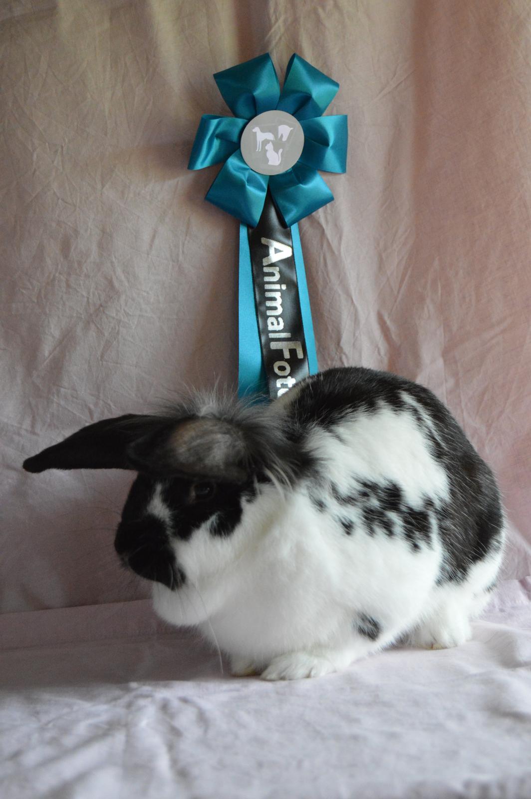 Kanin Tulle - Tulle og hendes 3.plads første gang hun deltager i Animalfotofight.<3 billede 8