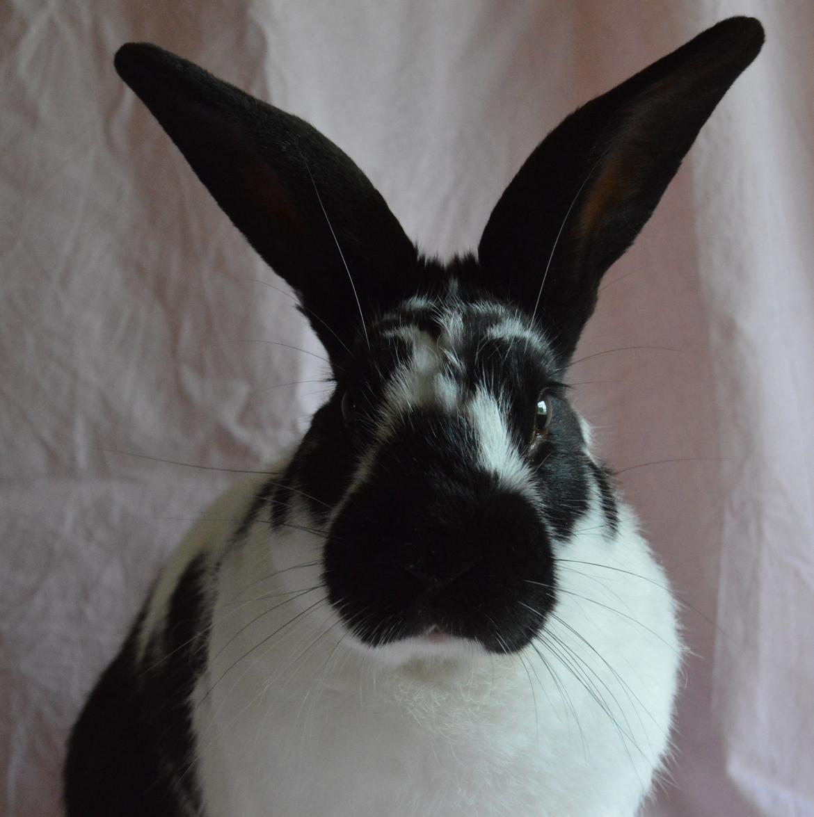 Kanin Nuller - juli 2014 billede 10