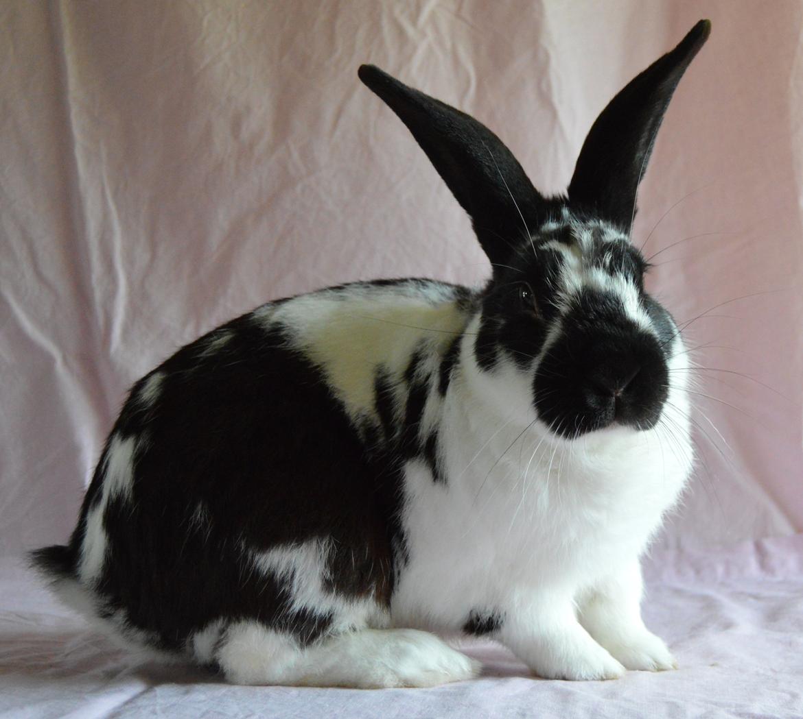 Kanin Nuller - juli 2014 billede 19