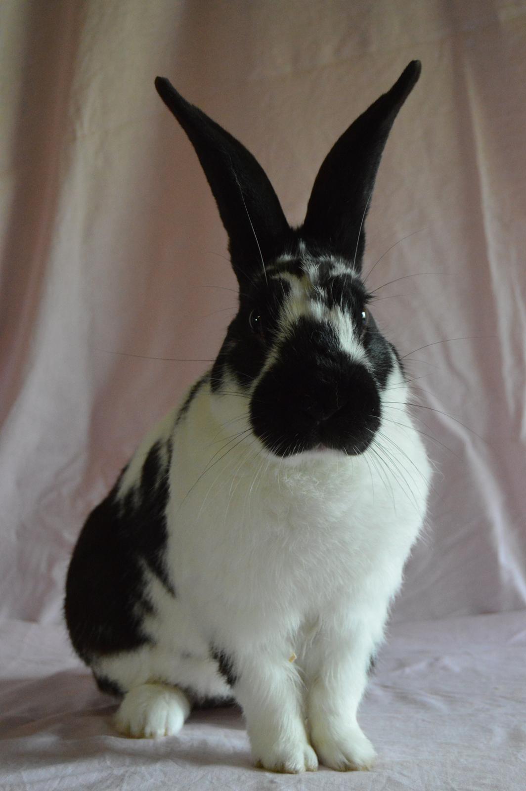 Kanin Nuller - model kanin- juli 2014 billede 7