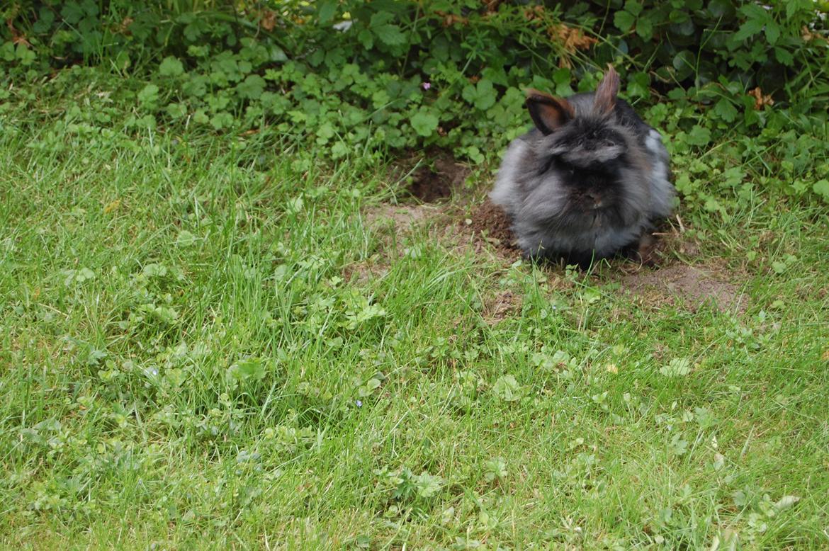 Kanin Fluffy billede 5