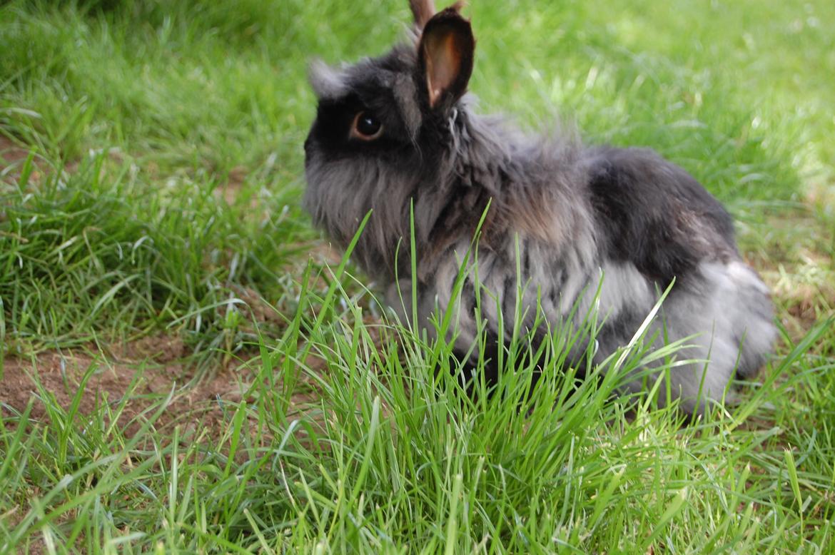 Kanin Fluffy billede 2