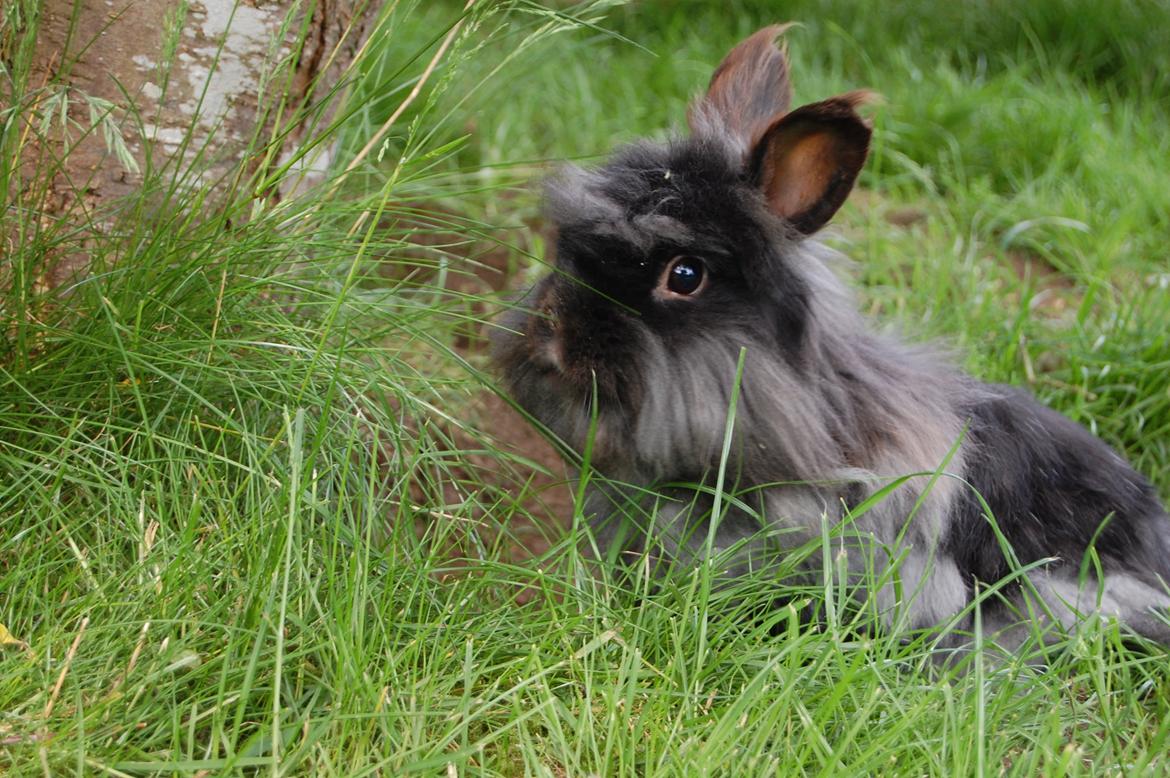 Kanin Fluffy billede 1