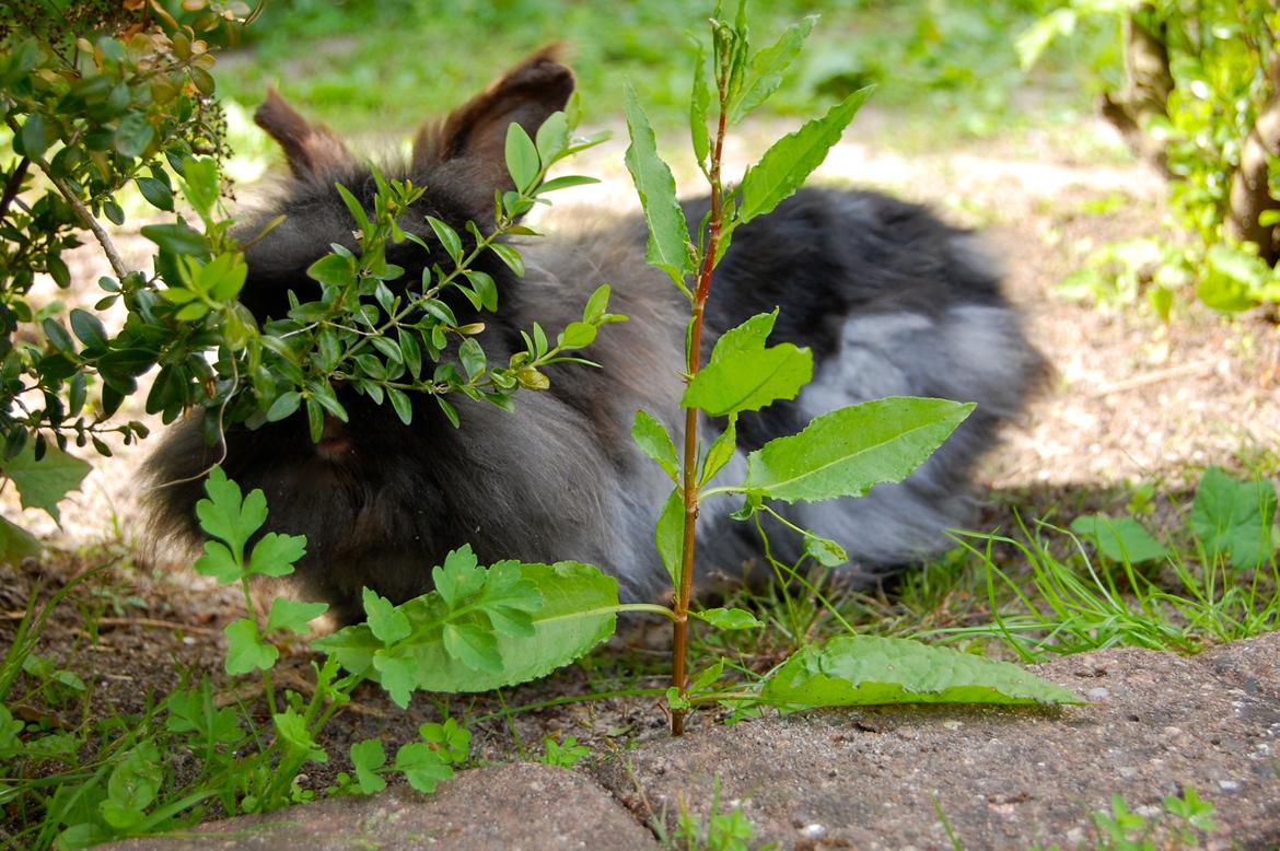 Kanin Fluffy billede 8