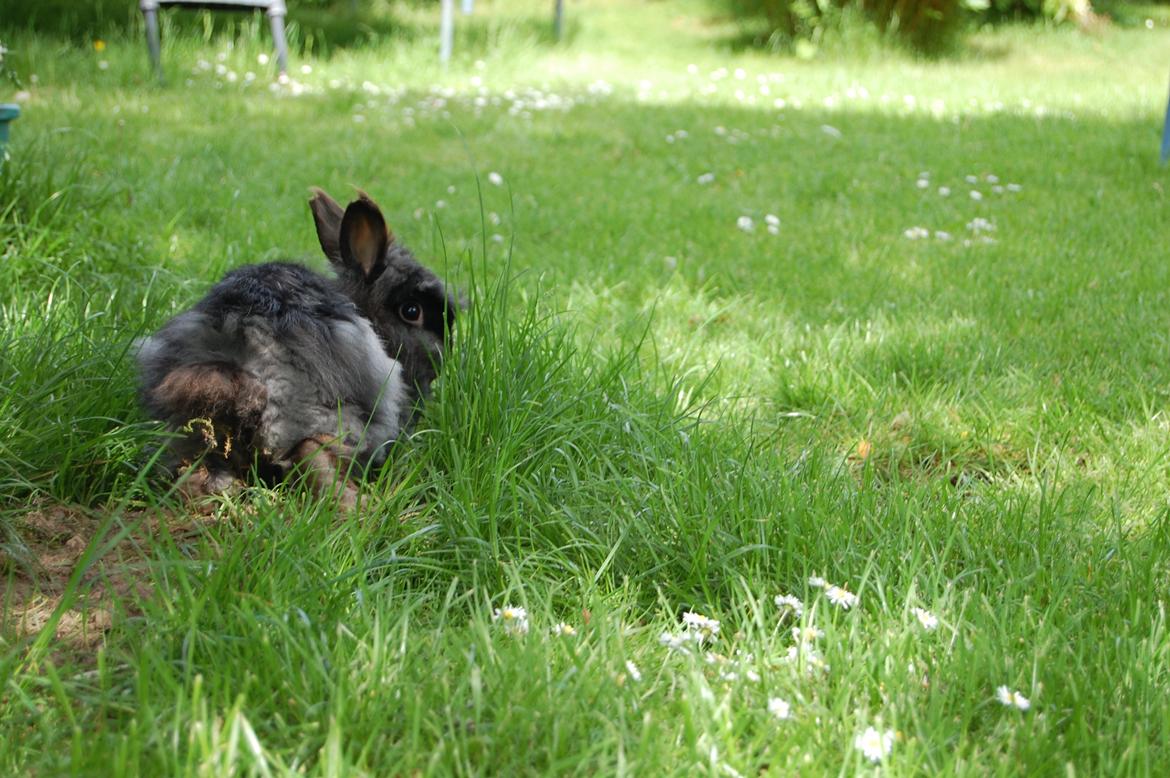 Kanin Fluffy billede 7