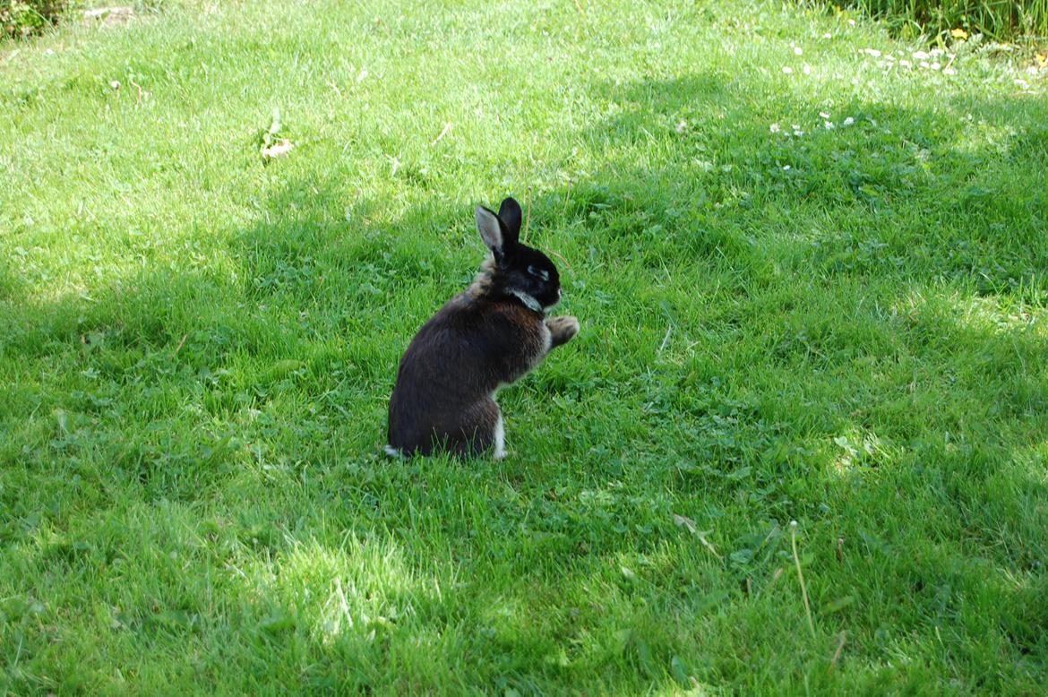 Kanin Viggo billede 11