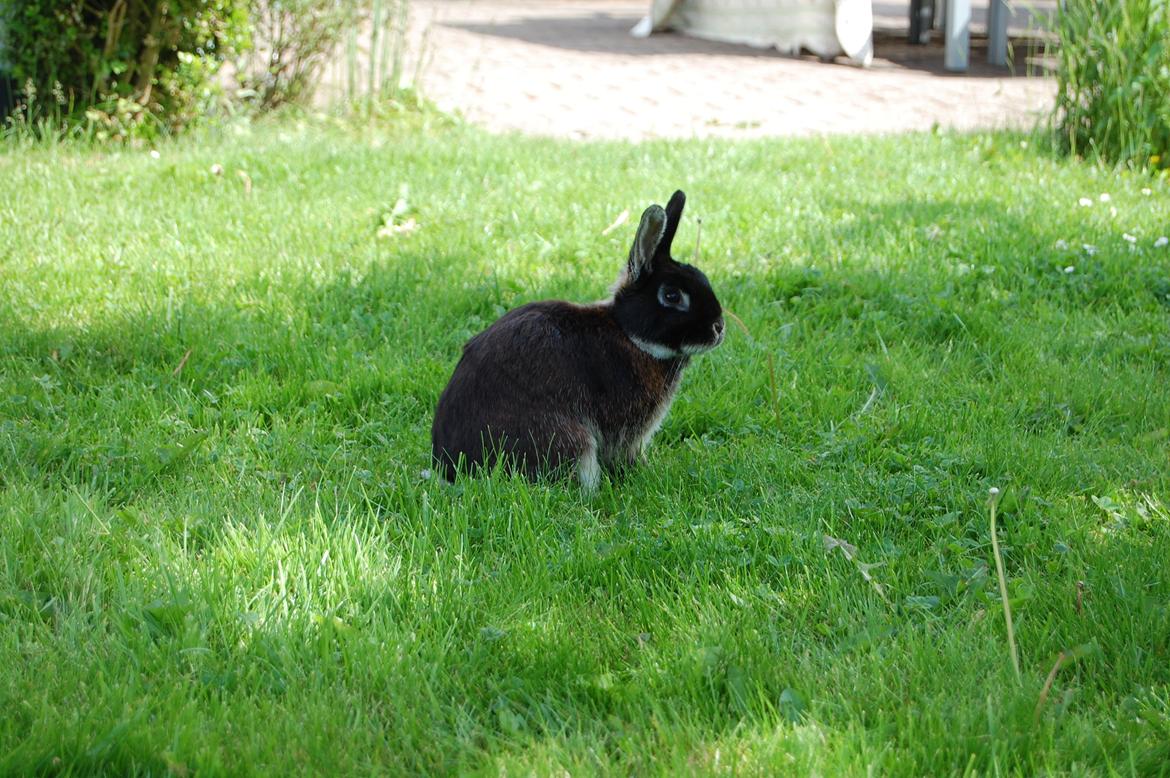 Kanin Viggo billede 12