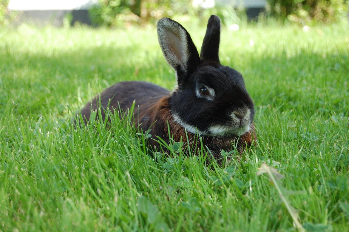 Kanin Viggo billede 13