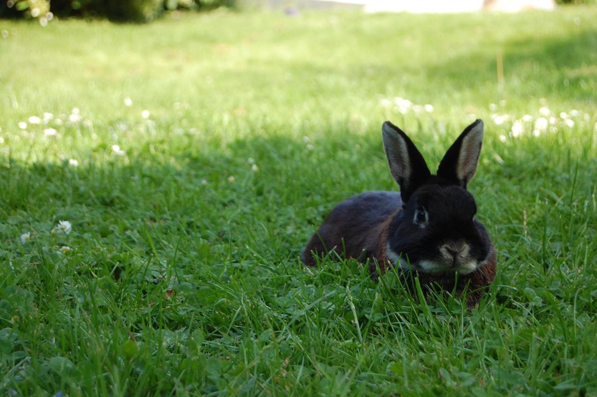 Kanin Viggo billede 14