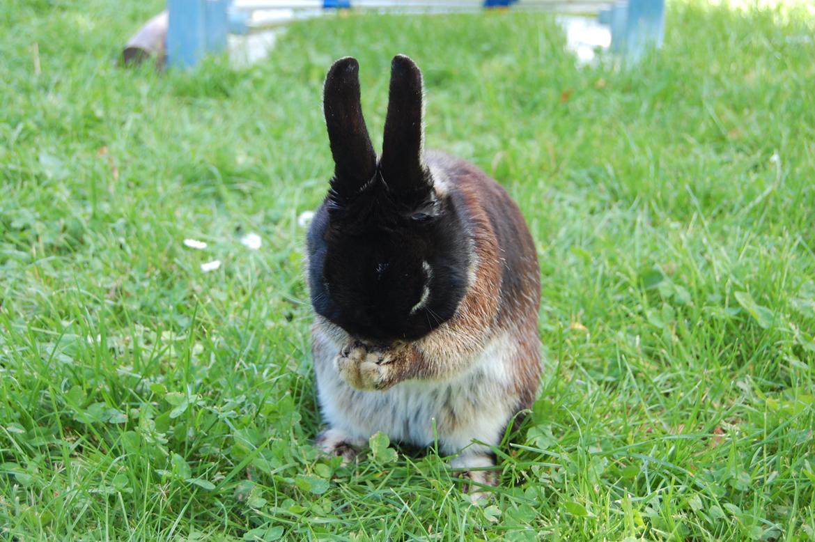 Kanin Viggo billede 16